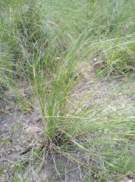 Image result for Eragrostis plana