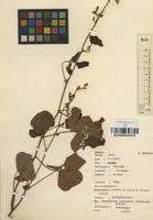 Image result for Rhynchosia sublobata