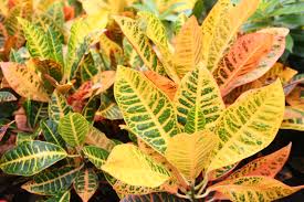 Huge sale on big plants now on. Black Gold Here Are The Best Tropical Foliage Plants For The Garden