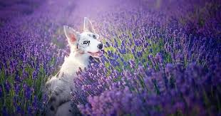 Dump Of Doggos On The Lavender Field To Make Your Day Better Aww Post Dogs Dog Photos Dog Photography