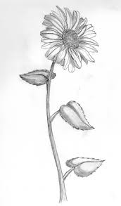 Daisy has composite flower that consists of large number of small flowers, called florets. Daisy Sketch Google Search Daisy Flower Drawing Flower Drawing Sunflower Drawing