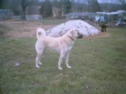 Father of all these puppies. Anatolian Shepherd Puppies In North Carolina