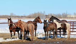 What Happens When Wild Horses Meet Domestic Horses