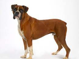 So now that you have an idea of what kind of issues can cause hair loss, let's take a look at some of the things you can do to help stop hair loss in your dog. What Is Causing My Boxer Dog To Go Bald Express Yourself Comment Express Co Uk
