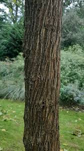 Image result for Maclura africana