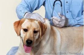 If your pet has not had vaccinations in at least a year, then we recommend our full annual package ($75 for dogs, or $40 for cats). Titer Test Safer For Your Pet Than Routine Vaccines And At An Affordable Cost