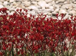 Image result for Anigozanthos