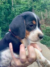 Black And Tan Beagle Puppies For Sale Red Collar Beagle Puppy Puppies Cute Beagles