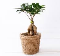 Ficus microcarpa (Chinese Banyan)