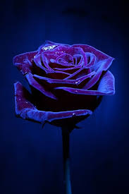 Rockmelt Purple Roses Beautiful Flowers Purple Flowers