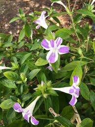 Image result for Barleria oxyphylla