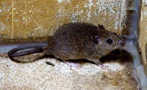 How To Identify And Eliminate Roof Rats