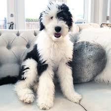 A mini sheepadoodle usually stands less than 20 inches tall and weighs between 24 and 44 pounds. Sheepadoodle Puppies For Sale Sheepadoodle Breeders