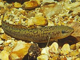 Natürlich kann fisch auch eingefroren werden, jedoch nur fangfrisch oder vakuum verpackt. Quappe Aalrutte Trusche Lota Lota Fischlexikon