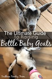 How To Raise A Bottle Baby Goat Southern Sunday Farm In 2020 Baby Goats Baby Bottles Goats