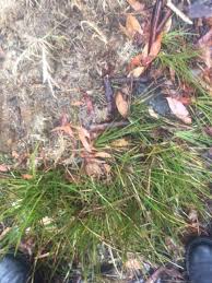 Image result for Juncus lomatophyllus