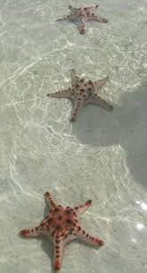 Check spelling or type a new query. Bintang Bintang Laut Cantik Nan Jinak Dewipuspasari S Weblog