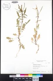Image result for Sisymbrium orientale