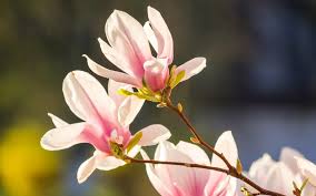 The spectacular spring display of flowering dogwood (cornus florida) makes it one of the most frequently planted native small trees in many regions. Fall And Winter Blooming Trees Schulhoff Tree Lawn Care Inc