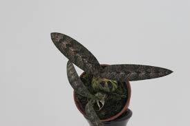 Image result for Oeceoclades