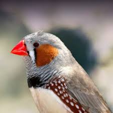 Gray singing finch whiterumped seedeater. Zebra Finch Personality Food Care Pet Birds By Lafeber Co