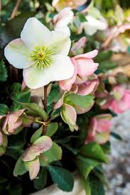 Flowers come in various colors, shapes, and designs and emit aromas. Helleborus Molly S White