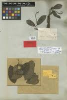 Image result for Antidesma membranaceum