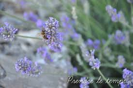De Regarder 25 Les Abeilles Butineuses Photographie Animaliere Abeille Lavande