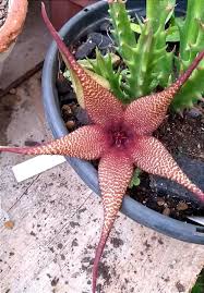 Image result for Orbea caudata