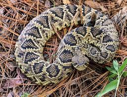 Black And Orange Snake Florida Poisonous Rattlesnake Rattlesnakes Crotalus Adamanteus Eastern Diamondback Diamond Back Eastern Diamondback Rattlesnake Diamondbacks Poisonous Snakes Rattlesnake Snake