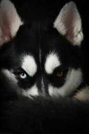 Siberian Husky Black And Blue Eyes An Amazingly Beautiful Husky One Brown Eye One Blue Eye Like My Chow Black Lab Husky Mix Bear Beautiful Pe Cute Animals Dogs Animals