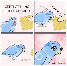 Discover 623 free meme face png images with transparent backgrounds. Mad Bird Becomes Happy After Cracker Meme Template Album On Imgur