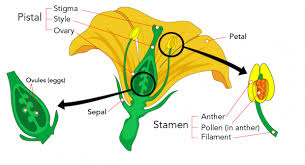 As bees collect nectar, pollen from the anther (male part). Pollinators Are Important Let S Talk Science