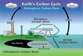 Ib Biology Topic 4 Ecology Flashcards Quizlet