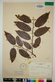 Image result for Marquesia macroura