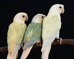 Green Cheek Conures Breeding?!?! Help : R/Conures