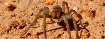Também é chamada de aranha de a aranha armadeira tem tamanho corporal de aproximadamente 4 cm. Aranha Armadeira Tudo O Que Voce Precisa Saber