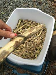 Devils Club Salve Welcome To The Life Of Sew Yupik Wild Food Foraging Salve Recipes Herbalism