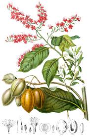 Image result for Combretum falcatum