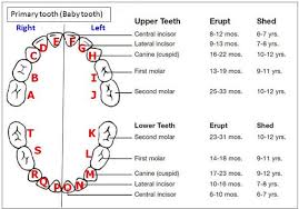 Primary Teeth Chart Baby Tooth Eruption Chart Dental