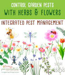 We did not find results for: Herbs And Flowers Natural Pest Control For The Garden Living Permaculture