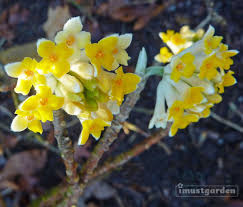 It is most highly prized for its flowers, which appear in clusters on the tips of the bare. Edgeworthia Chrysantha Aka Paper Bush Or Yellow Daphne I Must Garden Blog