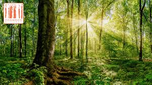 Make your meeting on zoom look. Zoom Virtual Forest Backgrounds Dogwood Alliance