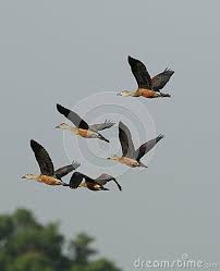 Brown Bird With Black And White Wings Lesser Whistling Bird Flying In Five Of Group Bird Colour Are Very Beautiful Light Brown Are Body And Dark Brown Are Wing Bird Birds Flying Brown Bodies