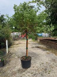 Image result for Cassia burttii