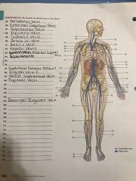 Anatomical artery & vein model these pictures of this page are about:blood vessels model labeled anatomy. Solved Questions 45 79 Identify The Labeled Veins In The Chegg Com