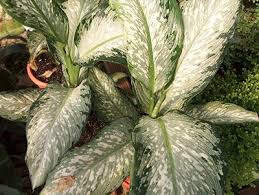 Dieffenbachia Plant Care How To Grow Dumb Cane Epic Gardening Plants Plant Care Pinterest Plant
