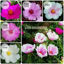 Tanaman ini diperkirakan berasal dari daratan amerika tropis di brazil yang dapat tumbuh dari dataran rendah sampai ketinggian 1.800 m dpl. Gambar Bunga Krokot Warna Warni Gambar Ngetrend Dan Viral