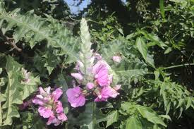 Image result for Acanthus polystachyus