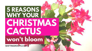 Its lovely flowers brighten up any interior. 5 Reasons Your Christmas Cactus Won T Bloom Youtube